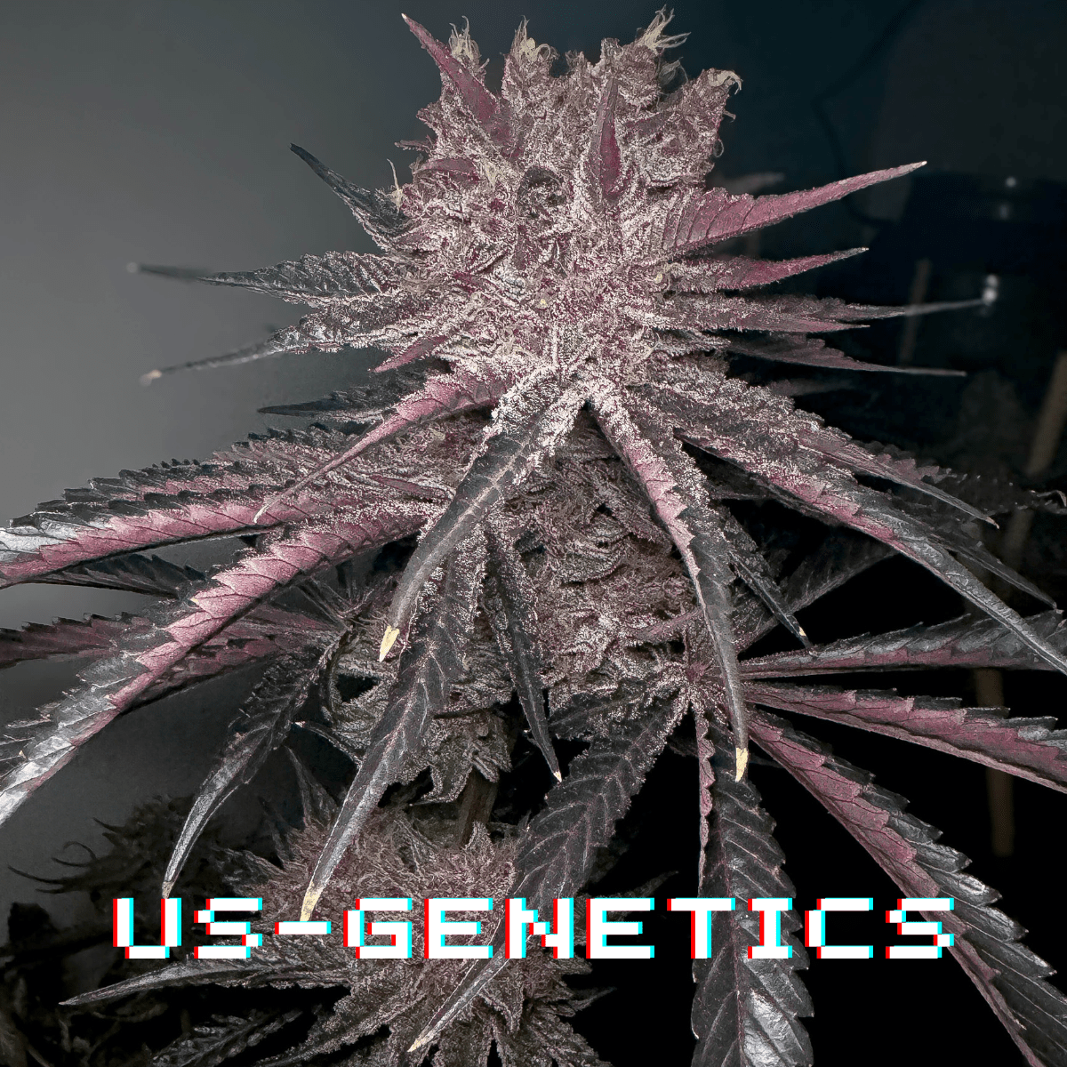 US-Genetiken - Noveltree