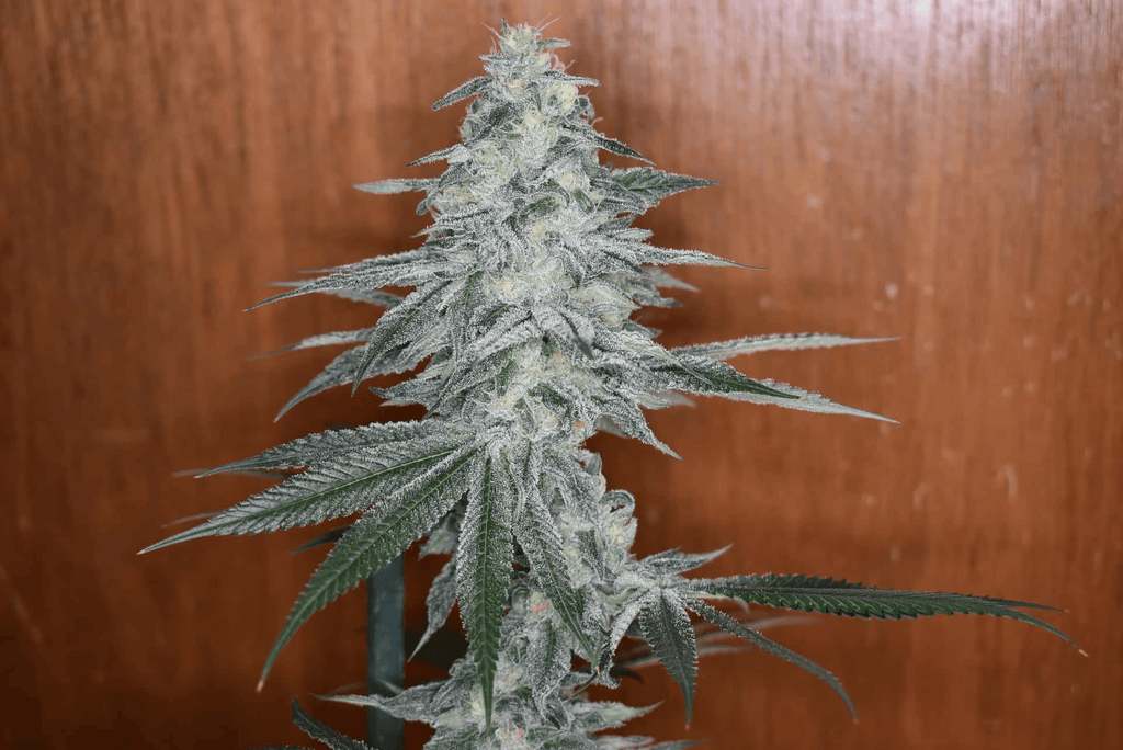 12x Alien Mustang F1 - JAWS GEAR (Reg. Seeds) - Noveltree