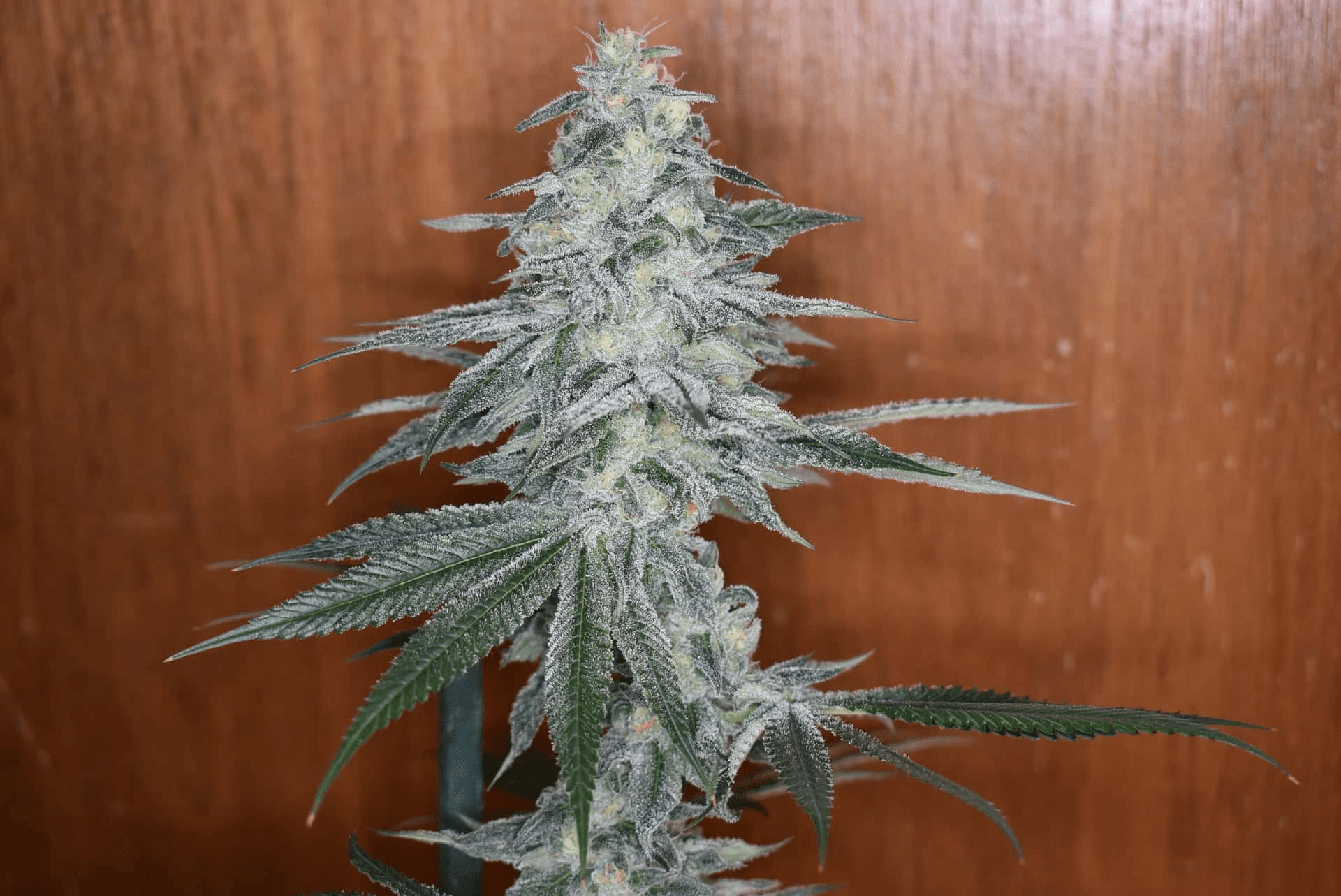 12x Alien Mustang F1 - JAWS GEAR (Reg. Seeds) - Noveltree