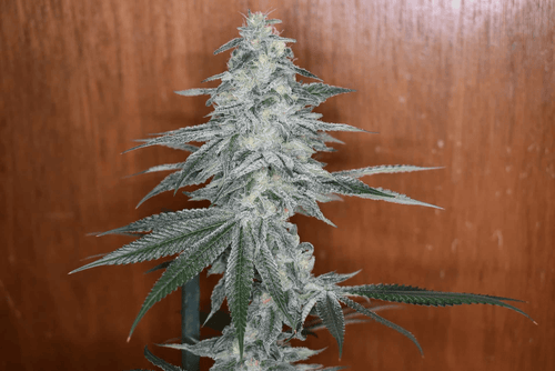 12x Alien Mustang F1 - JAWS GEAR (Reg. Seeds) - Noveltree