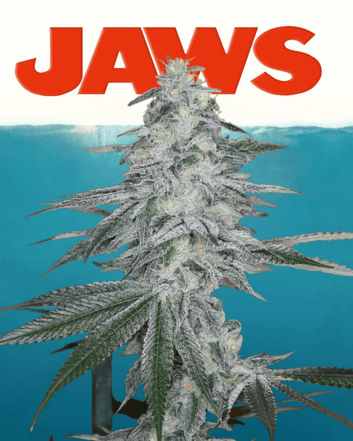12x Alien Mustang F1 - JAWS GEAR (Reg. Seeds) - Noveltree