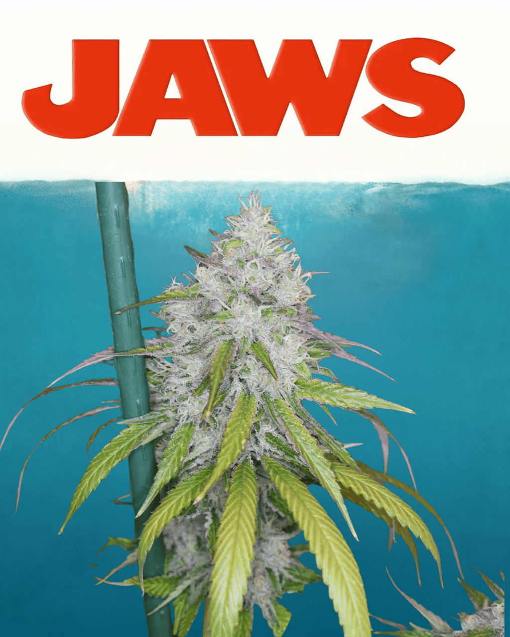 12x Cherry Chem Soda F1 - JAWS GEAR (Reg. Seeds) - Noveltree