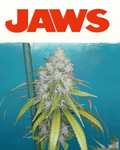 12x Cherry Chem Soda F1 - JAWS GEAR (Reg. Seeds) - Noveltree