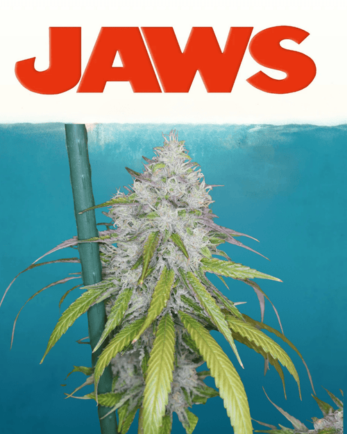 12x Cherry Chem Soda F1 - JAWS GEAR (Reg. Seeds) - Noveltree