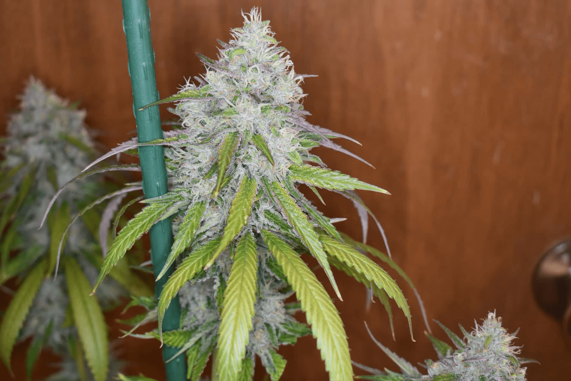12x Cherry Chem Soda F2 - JAWS GEAR (Reg. Seeds) - Noveltree