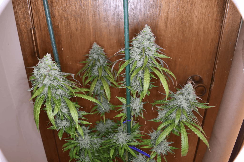 12x Cherry Chem Soda F2 - JAWS GEAR (Reg. Seeds) - Noveltree