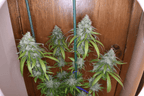 12x Cherry Chem Soda F2 - JAWS GEAR (Reg. Seeds) - Noveltree