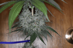 12x Insane Jane F3 - JAWS GEAR (Reg. Seeds) - Noveltree