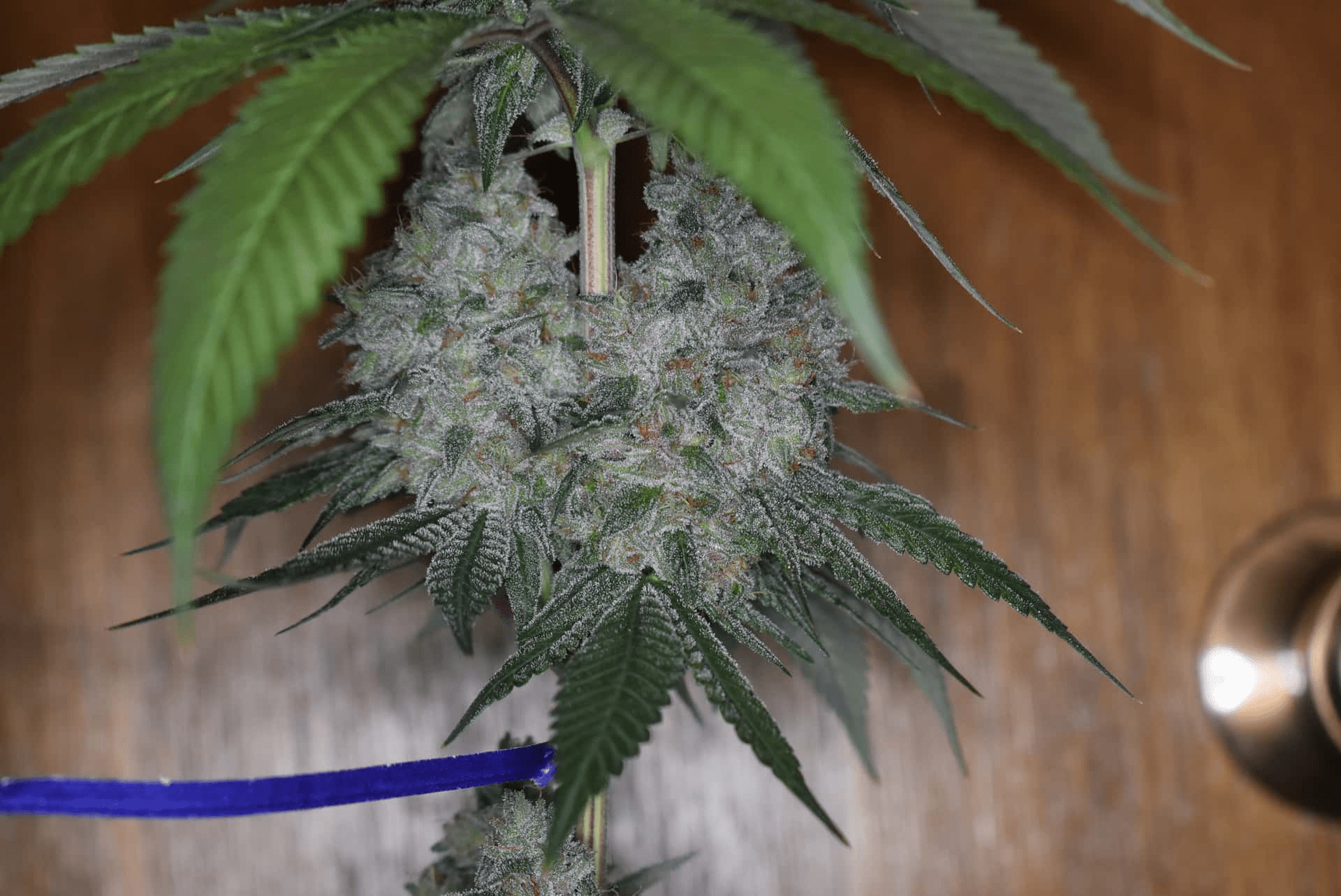 12x Insane Jane F3 - JAWS GEAR (Reg. Seeds) - Noveltree