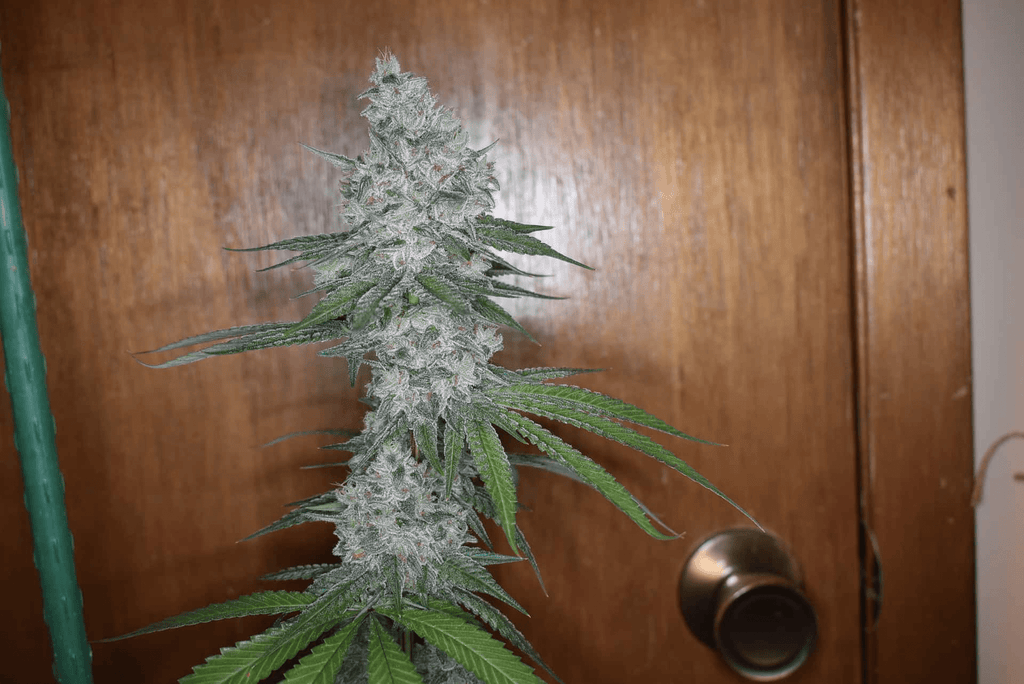 12x Insane Jane F3 - JAWS GEAR (Reg. Seeds) - Noveltree