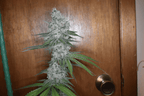 12x Insane Jane F3 - JAWS GEAR (Reg. Seeds) - Noveltree