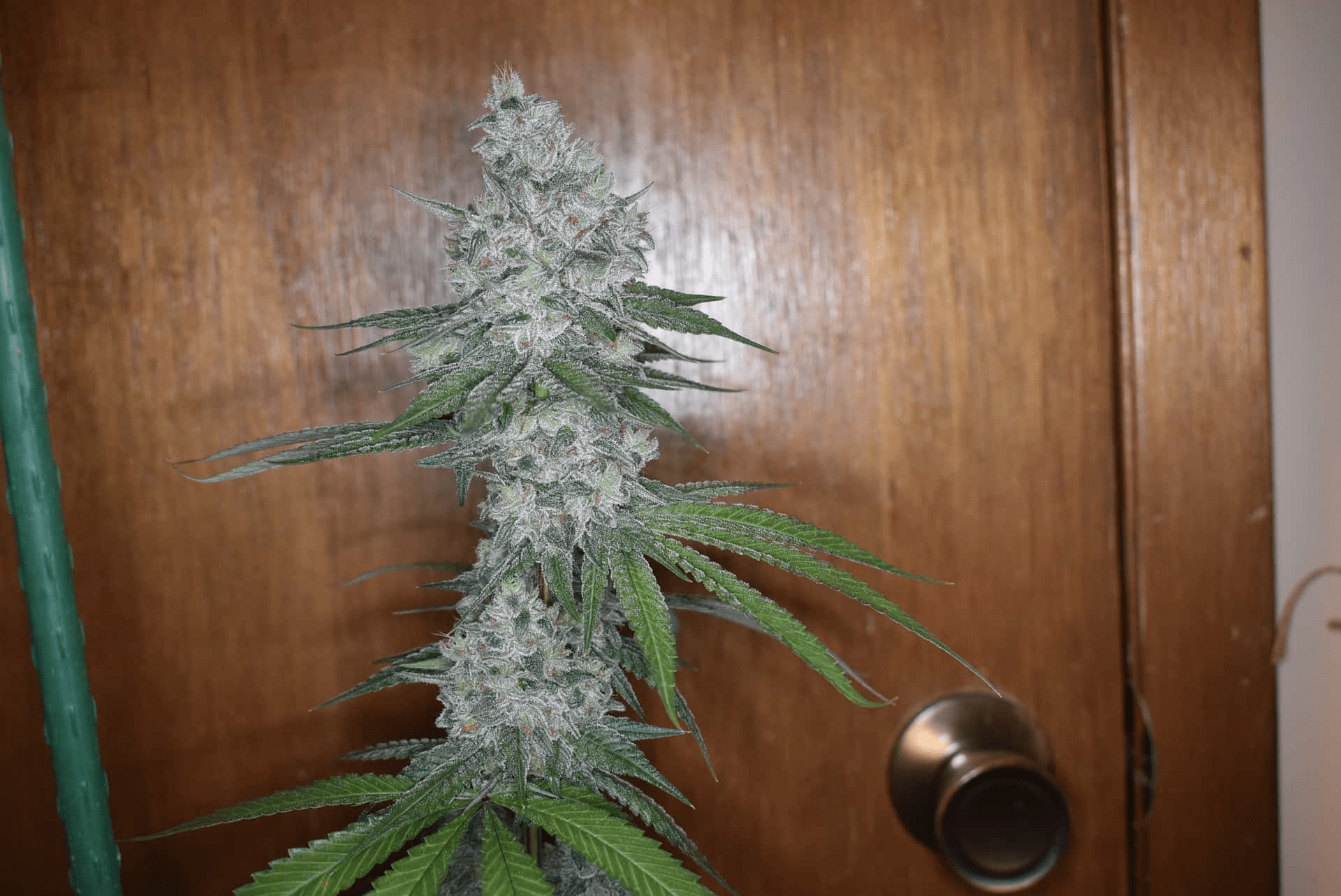 12x Insane Jane F3 - JAWS GEAR (Reg. Seeds) - Noveltree