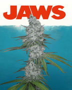 12x Insane Jane F3 - JAWS GEAR (Reg. Seeds) - Noveltree