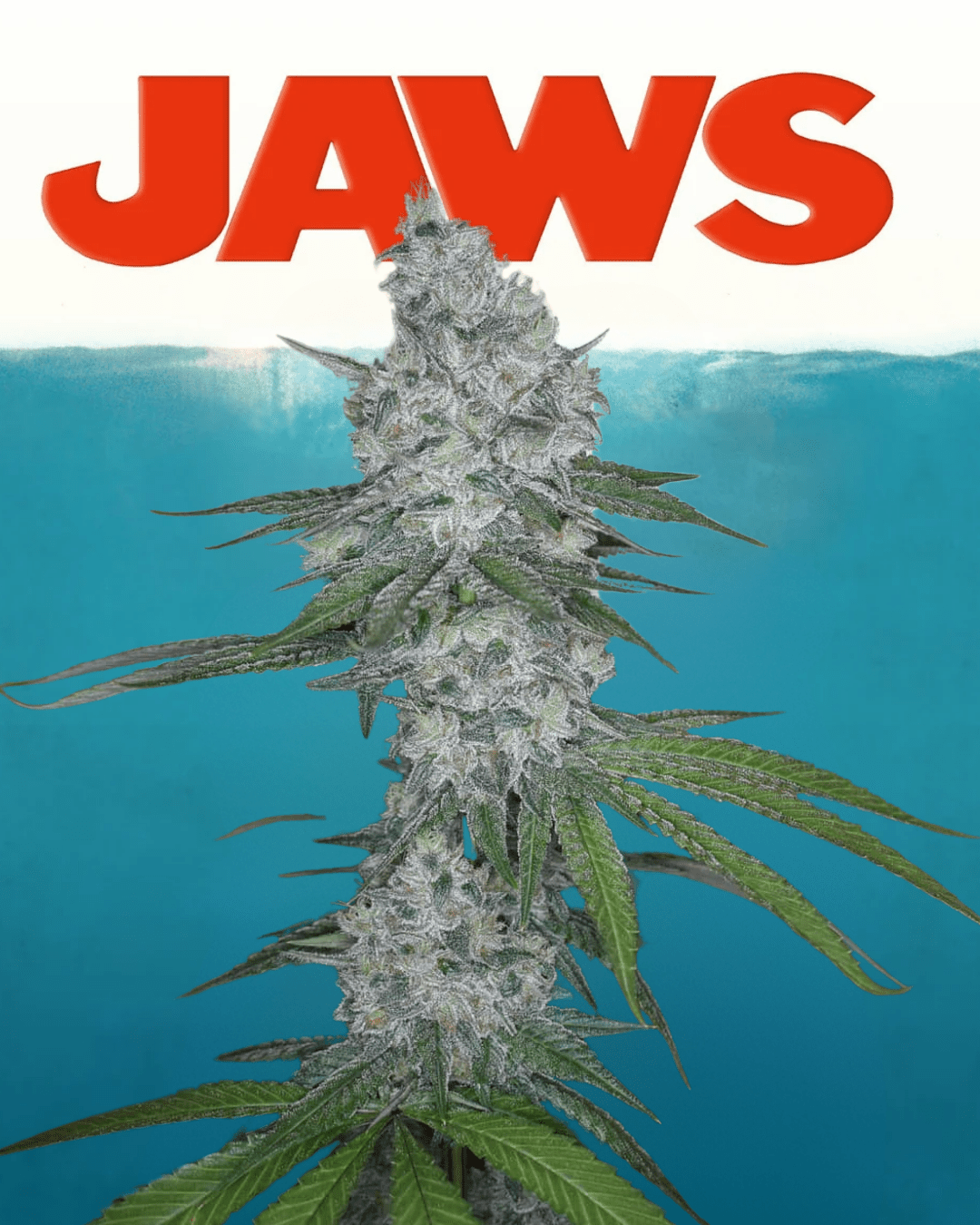 12x Insane Jane F3 - JAWS GEAR (Reg. Seeds) - Noveltree