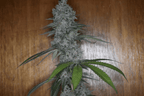 12x Insane Jane F3 - JAWS GEAR (Reg. Seeds) - Noveltree