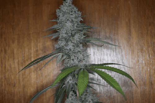 12x Insane Jane F3 - JAWS GEAR (Reg. Seeds) - Noveltree