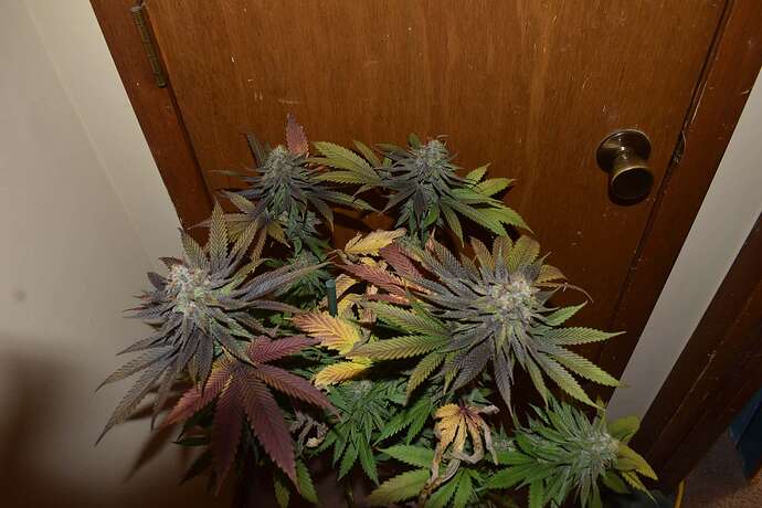12x Memory Loss Bc1 - JAWS GEAR (Reg. Seeds) - Noveltree