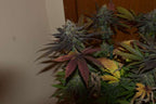 12x Memory Loss Bc1 - JAWS GEAR (Reg. Seeds) - Noveltree