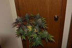 12x Memory Loss Bc1 - JAWS GEAR (Reg. Seeds) - Noveltree