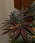 12x Memory Loss Bc1 - JAWS GEAR (Reg. Seeds) - Noveltree