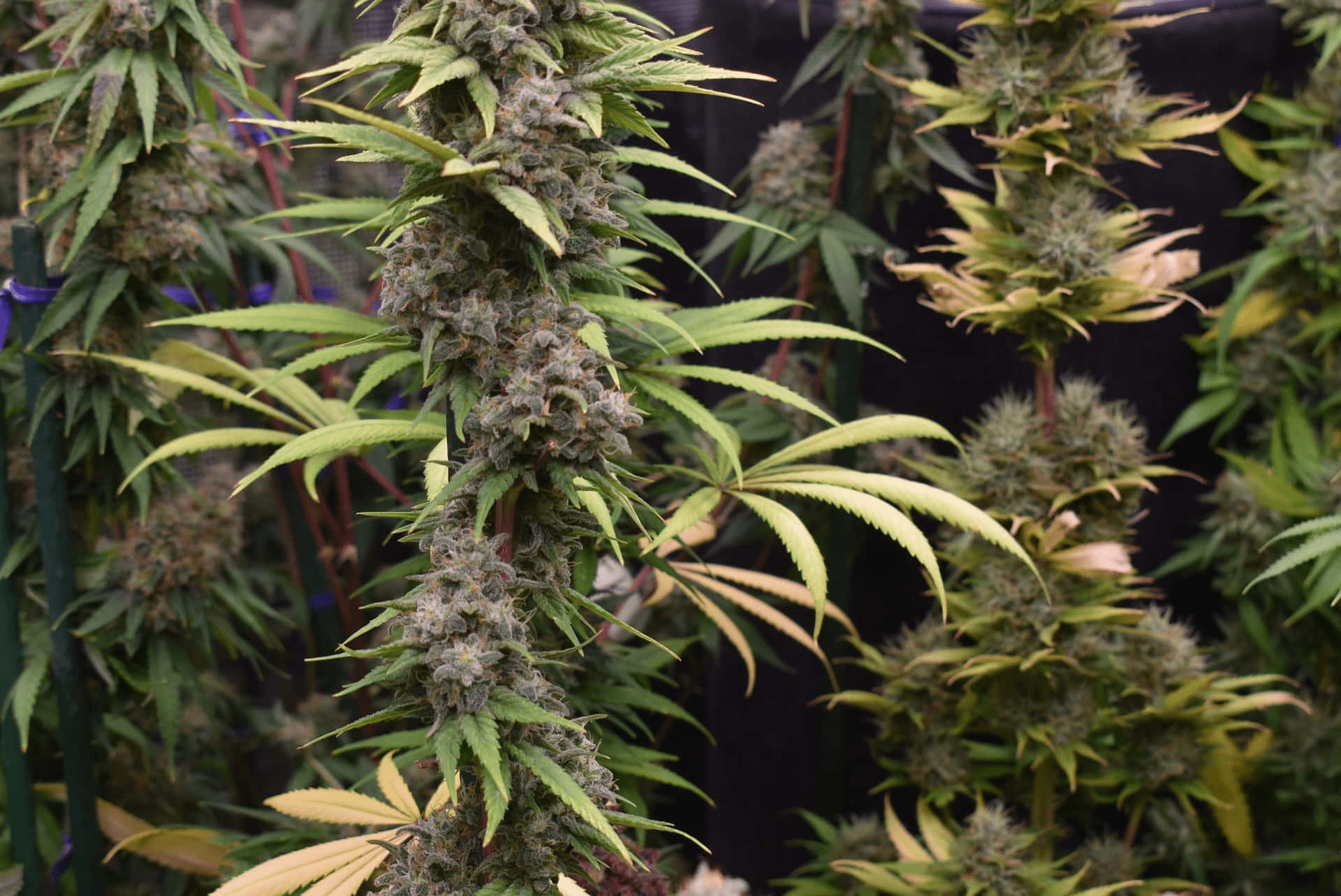 12x Original Indiana Bubblegum F2 - JAWS GEAR (Reg. Seeds) - Noveltree