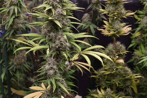 12x Original Indiana Bubblegum F2 - JAWS GEAR (Reg. Seeds) - Noveltree