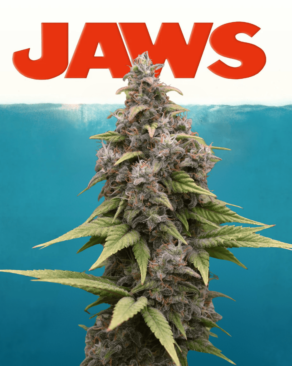 12x Original Indiana Bubblegum F2 - JAWS GEAR (Reg. Seeds) - Noveltree
