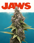 12x Original Indiana Bubblegum F2 - JAWS GEAR (Reg. Seeds) - Noveltree