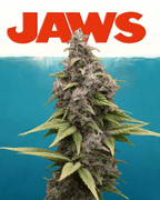 12x Original Indiana Bubblegum F2 - JAWS GEAR (Reg. Seeds) - Noveltree