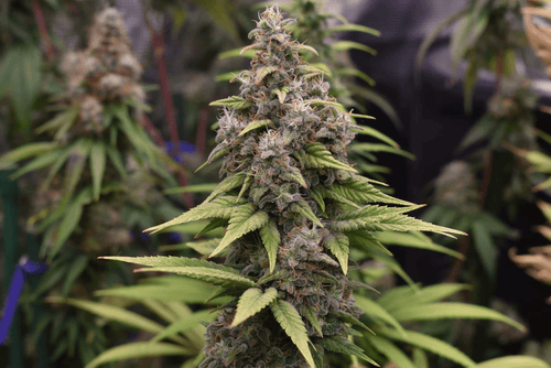 12x Original Indiana Bubblegum F2 - JAWS GEAR (Reg. Seeds) - Noveltree