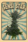 13x Sensi Star - Regular Seeds + GA3 - Noveltree