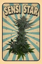 13x Sensi Star - Regular Seeds + GA3 - Noveltree