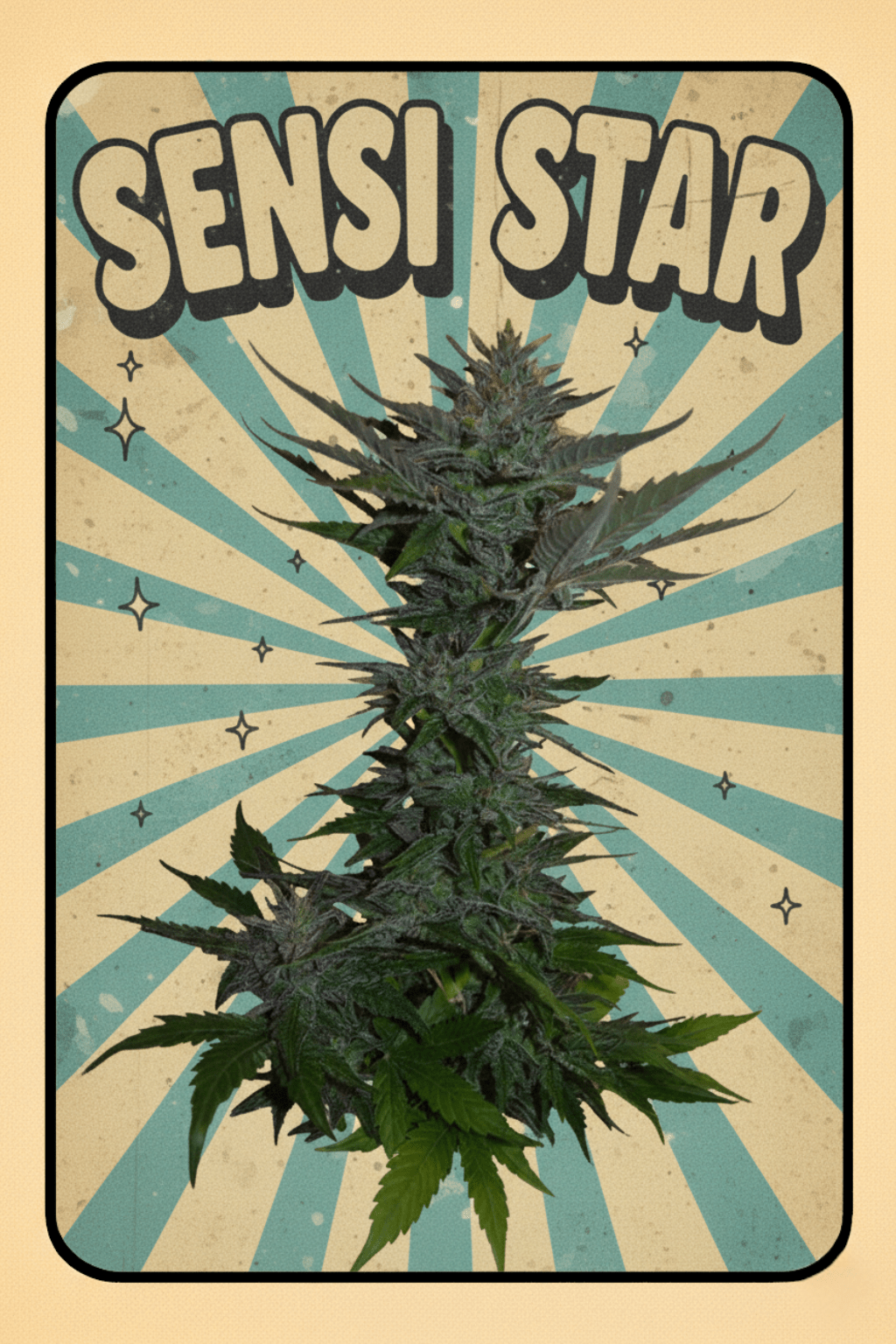 13x Sensi Star - Regular Seeds + GA3 - Noveltree
