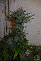 13x Sensi Star - Regular Seeds + GA3 - Noveltree