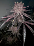 1x Space Buns (fem.) - Solfire Gardens - Noveltree