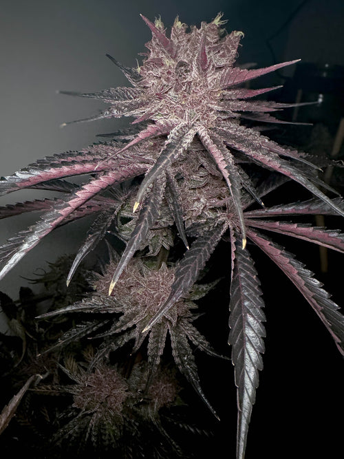 1x Space Buns (fem.) - Solfire Gardens - Noveltree