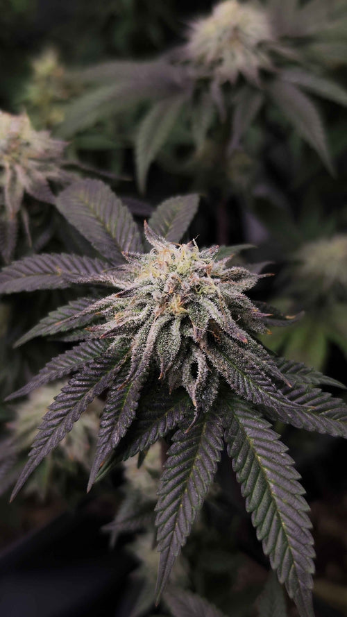 5x Mega Charizzler - Kellerkind Genetics - Noveltree