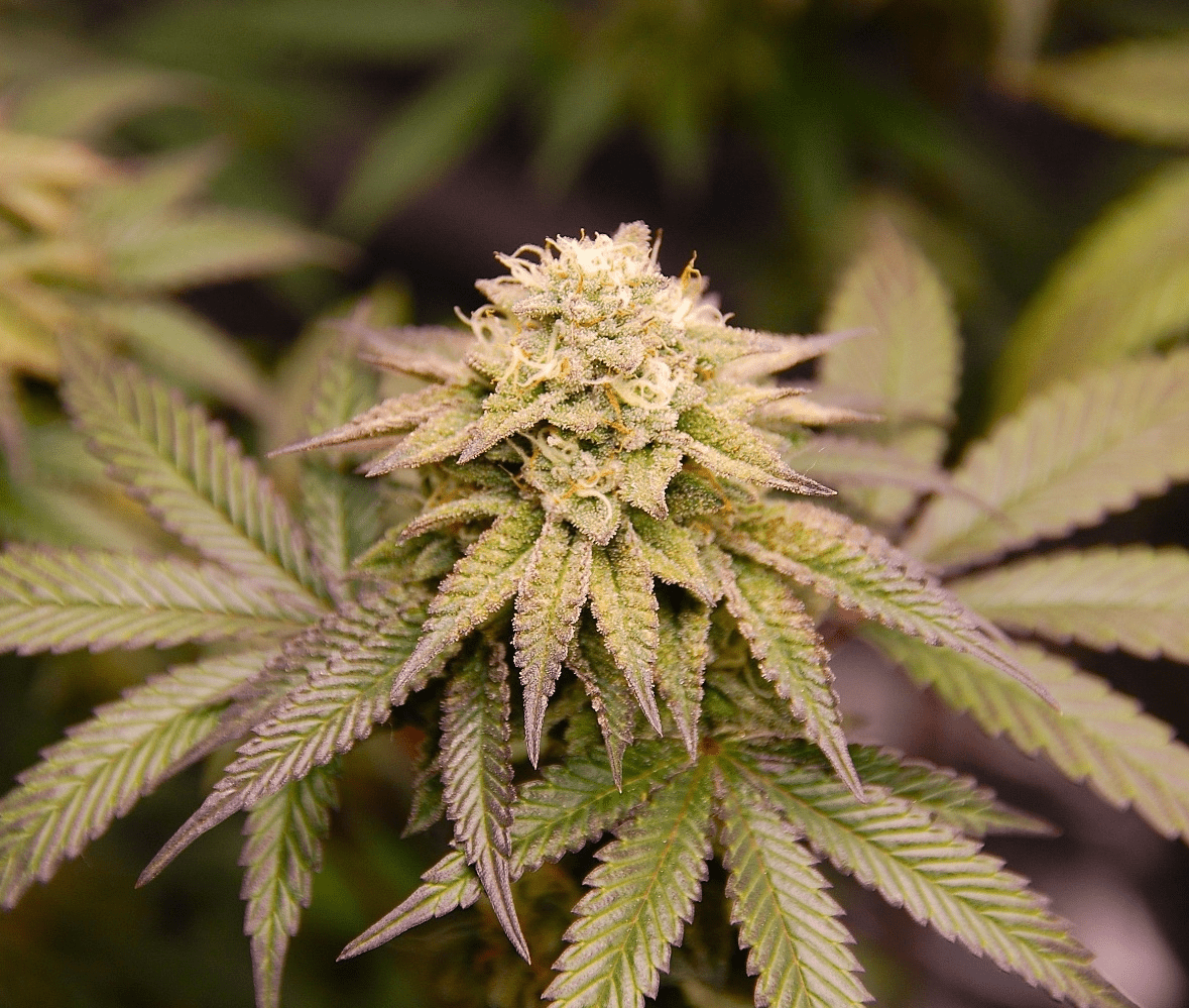 5x Of - Bomba - Kellerkind Genetics - Noveltree