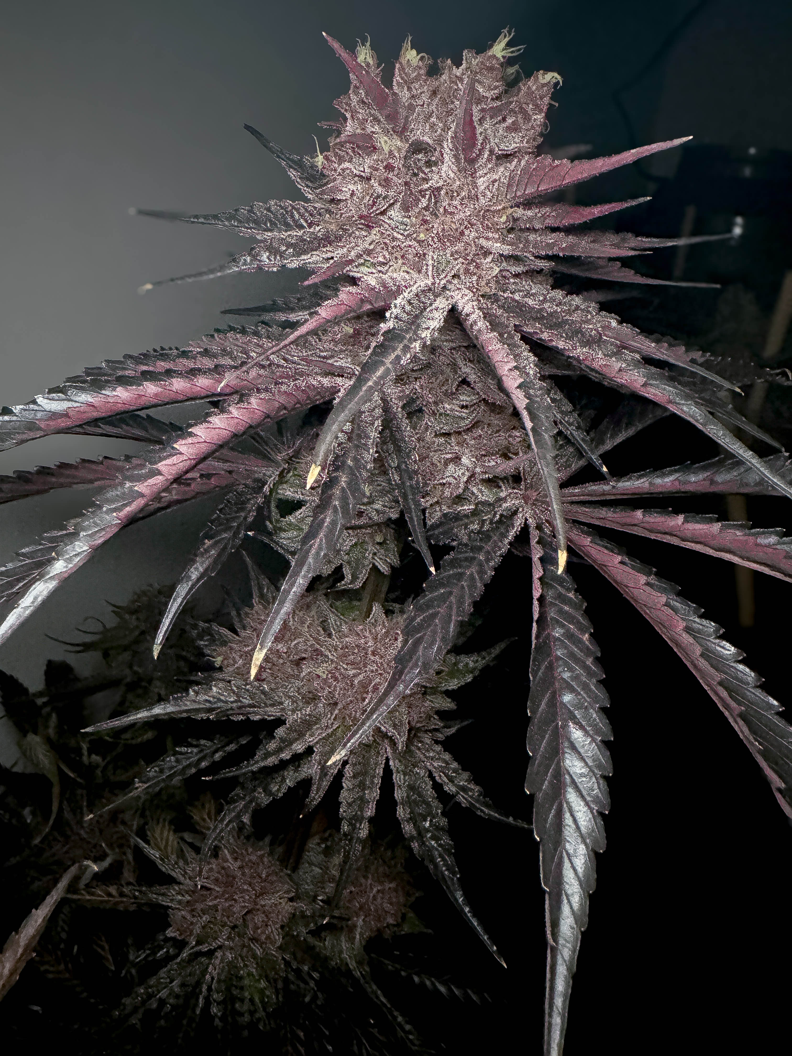 1x Space Buns (fem.) - Solfire Gardens