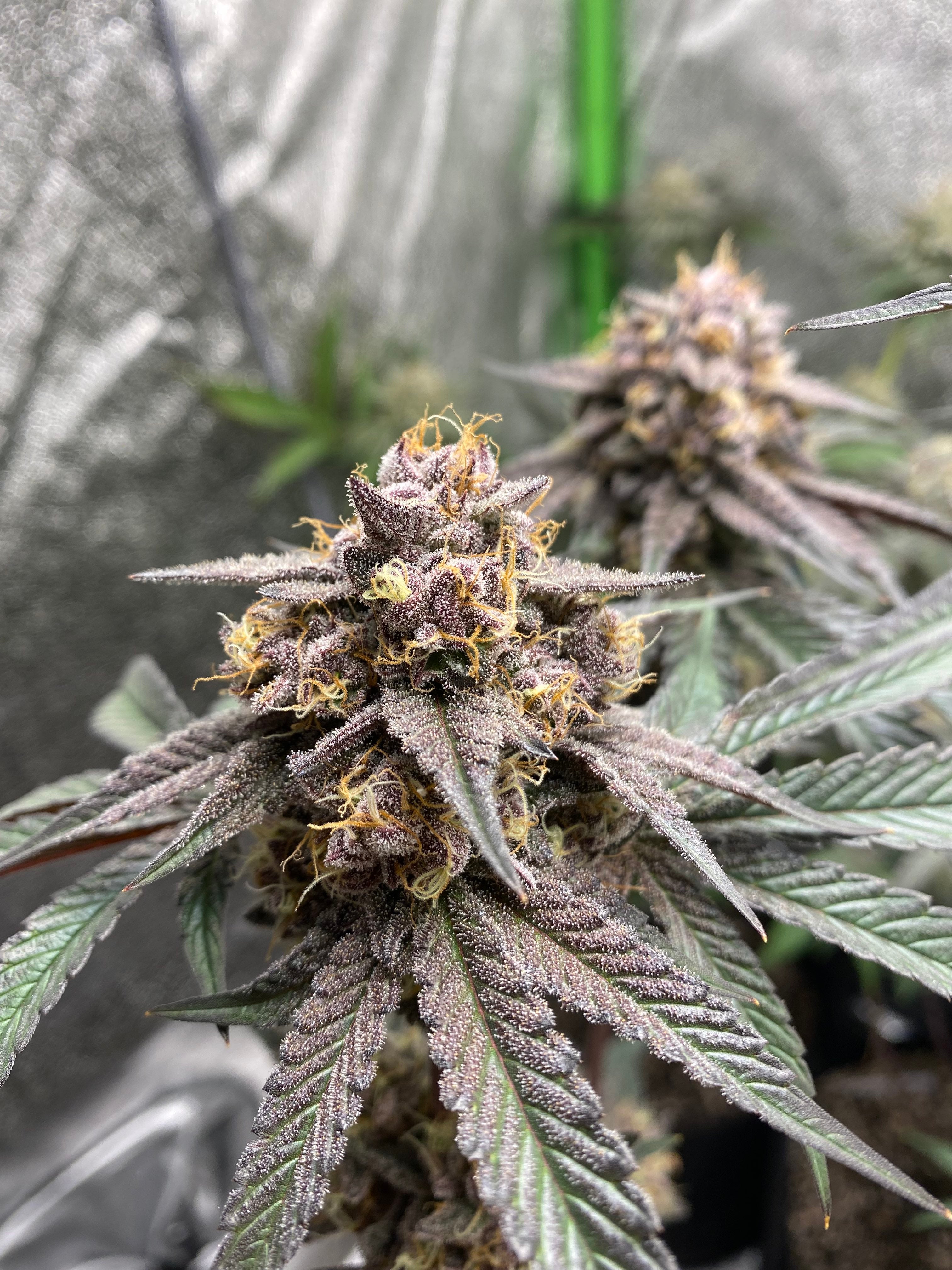 1x/3x Diamond Daiquiri (fem.) - Solfire Gardens