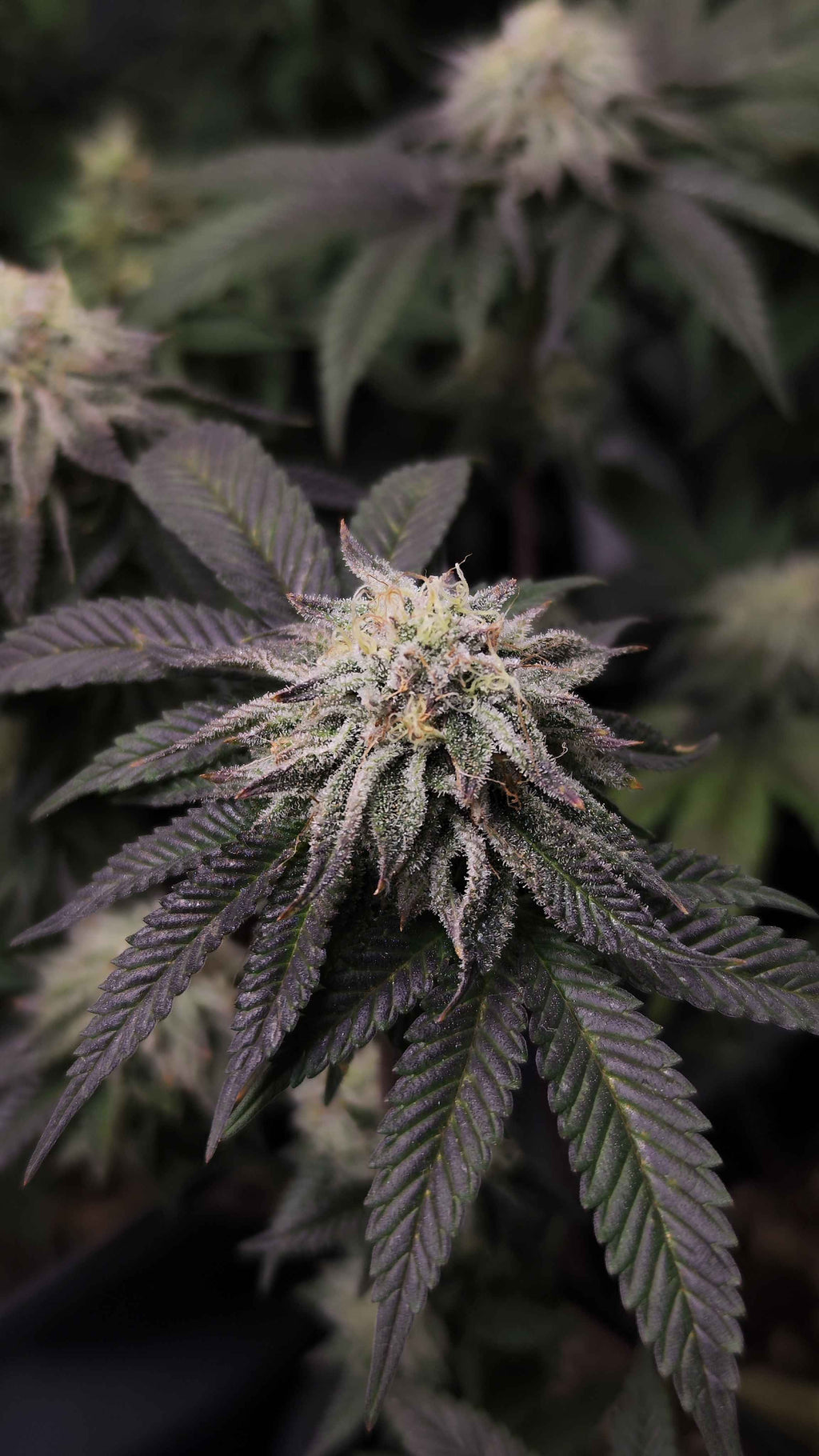5x Mega Charizzler - Kellerkind Genetics