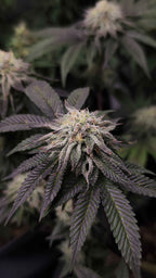 5x Mega Charizzler - Kellerkind Genetics
