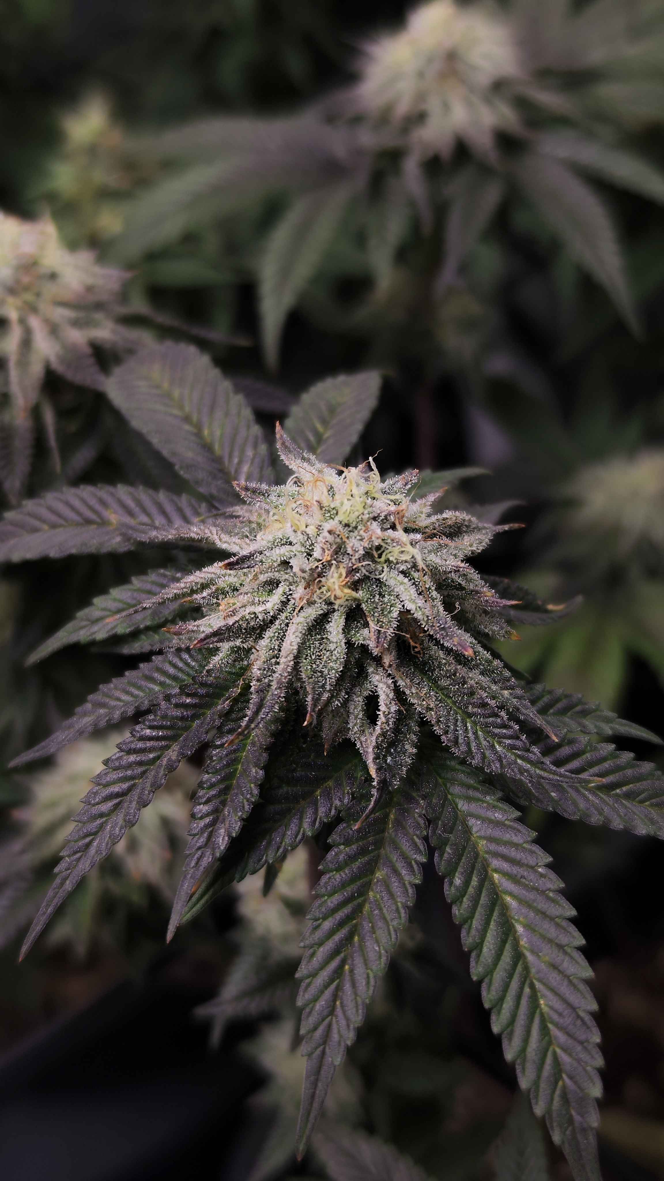5x Mega Charizzler - Kellerkind Genetics