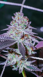 5x Oasiss Regular - Kellerkind Genetics