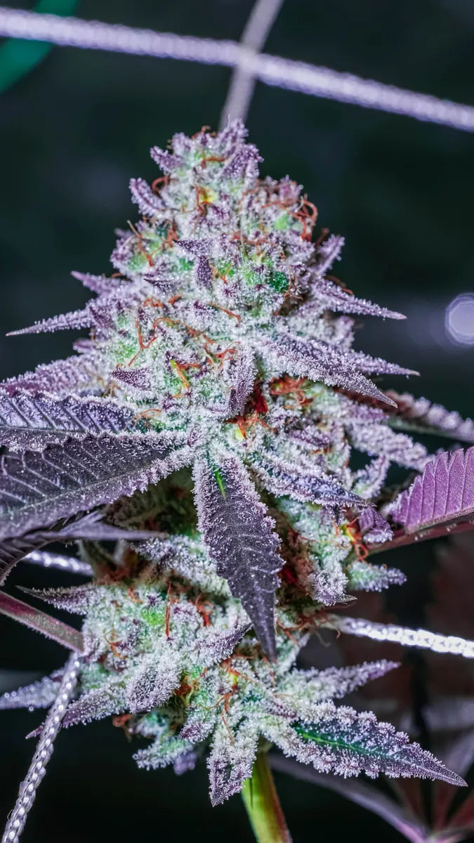 5x Oasiss Regular - Kellerkind Genetics